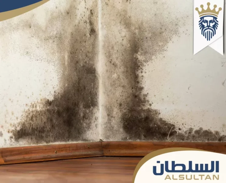 شركة معالجة الرطوبة في الإمارات